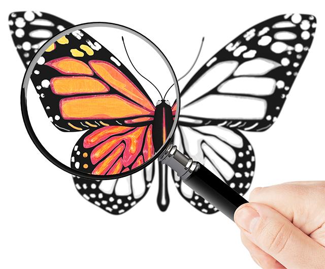 magnifying glass on butterfly